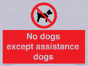 no-dogs-except-assistance-dogs~